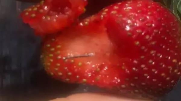 澳大利亚草莓藏针,作案者竟是他？惩罚也只是警告？